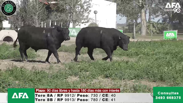 Lote """EL MATACO"" Toros"