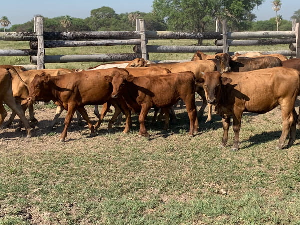 Lote 50 Desmamante H/M en Presidente Hayes