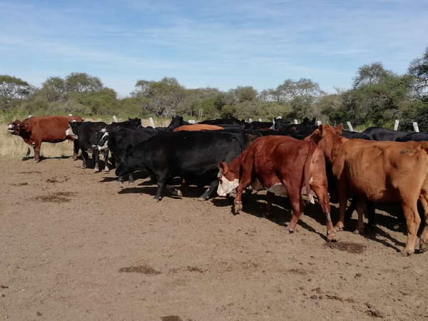 Lote 27 Vacas de invernar en Federal, Entre Ríos
