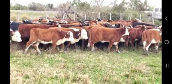 Lote 120 Terneros/as en Villaguay, Entre Ríos