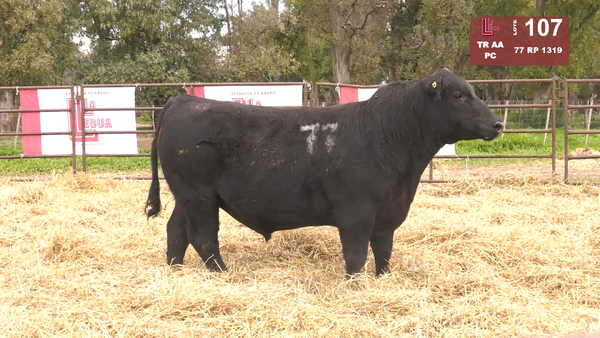 77 1319 — TOROS ANGUS NEGROS  PC
