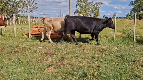 Lote VACAS ENTORADAS