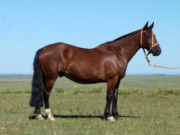 Lote Cencerro Salpay