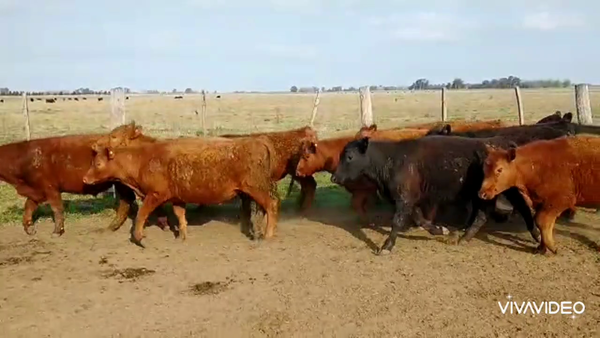 Lote 23 Novillitos en Brandsen, Buenos Aires