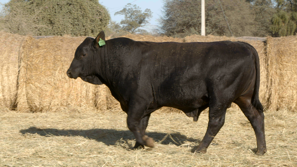 Lote TOROS Remate Nucleo Genbra