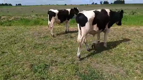 Lote 3 Novillos HOLANDO 300kg - , San José