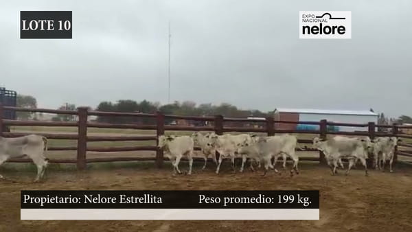 Lote Expo Nacional Terneras - Lote 10