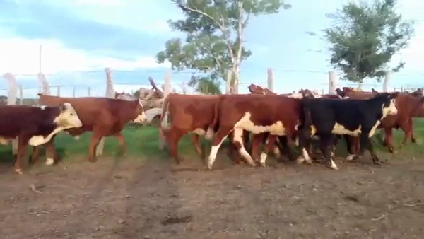 Lote 35 Terneros/as en Federal, Entre Ríos