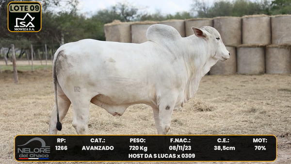 Lote LOTE 9