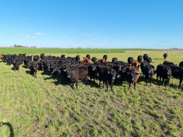 Lote 38 Vaquillonas C/ gtia de preñez en 25 de Mayo, Buenos Aires