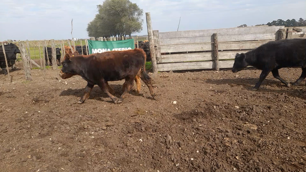 Lote 18 Terneras en Laprida