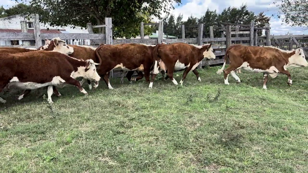 Lote VACAS DE INVERNADA