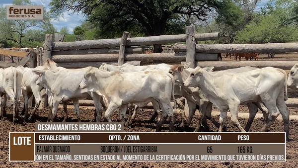 Lote PALMAR QUEMADO  - LOTE 5