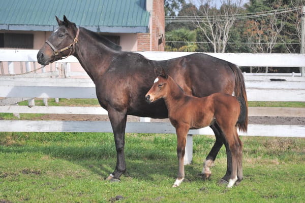 Lote GREAT SALT LAKE