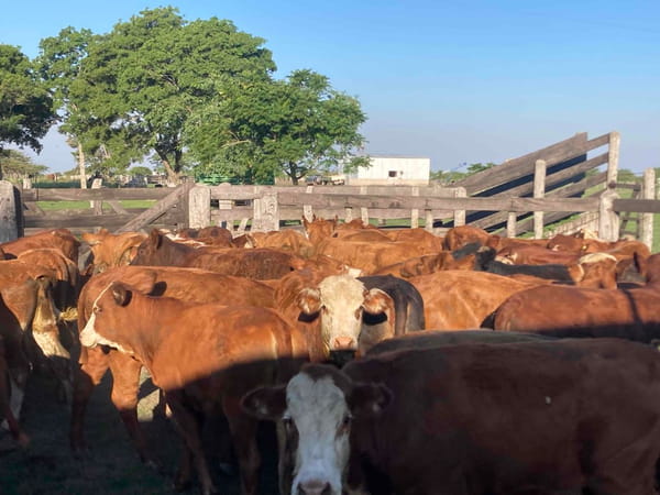 Lote 64 Terneros/as en Corrientes, Mercedes