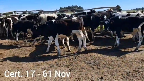 Lote NOVILLOS HOLANDO