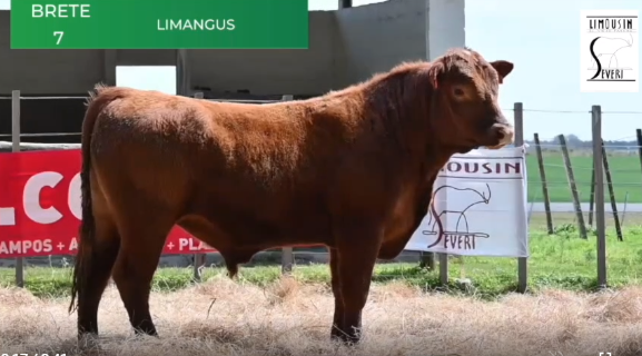 Lote Toros RP 1180 1190 1275 1279