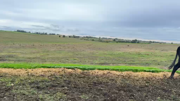 Lote NOVILLOS 1 a 2 AÑOS