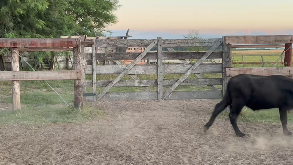 Lote 40 Novillitos en Corrientes, Goya