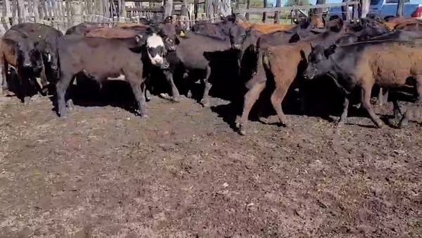 Lote 50 Terneros en Villaguay, Entre Ríos