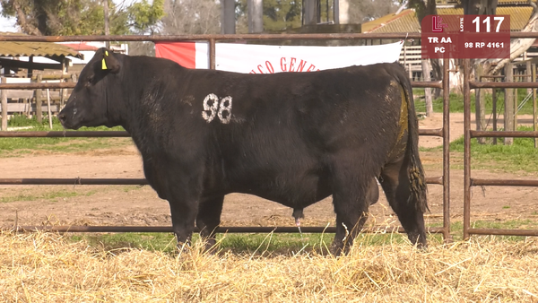 98 4161 — TOROS ANGUS NEGROS  PC