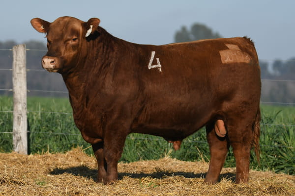 Lote TORO ANGUS PC