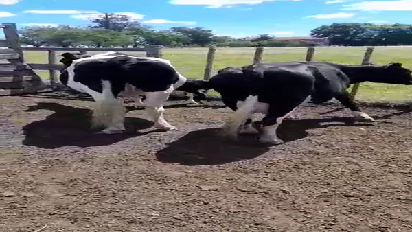 Lote 2 Vaca, San José