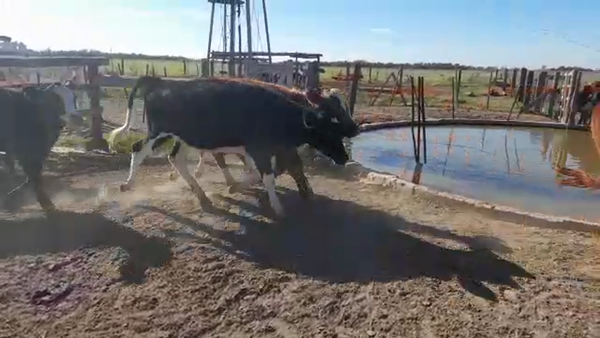 Lote 15 Terneras en Santa Fe, Tacural