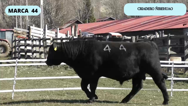 Lote 1 Toro en Coyhaique, XI Región Aysén