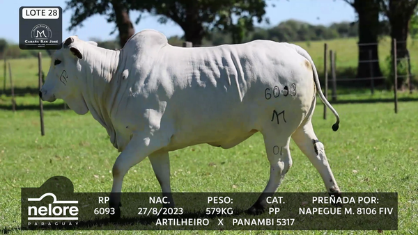 Lote LOTE 28