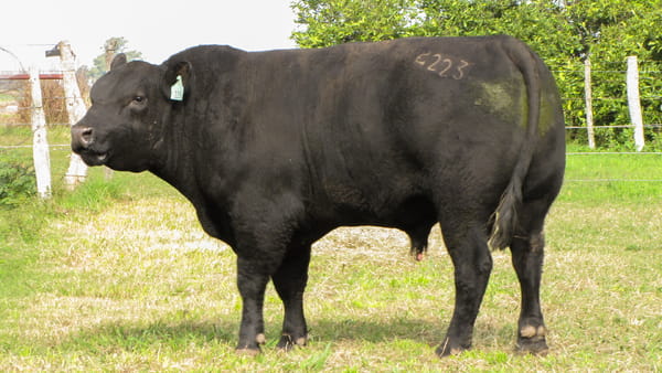 Lote CABAÑA COEMBOTÁ: RP 223