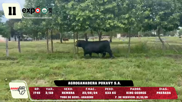 Lote LOTE 11