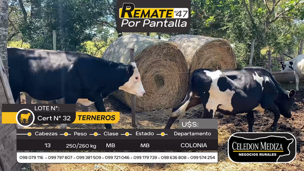 Lote 13 Terneros en Otra Localidad, Colonia