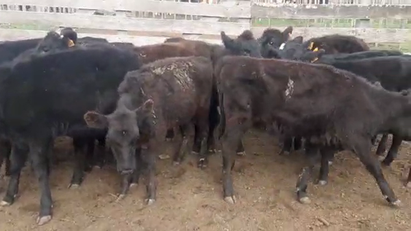 Lote 12 Terneras angus