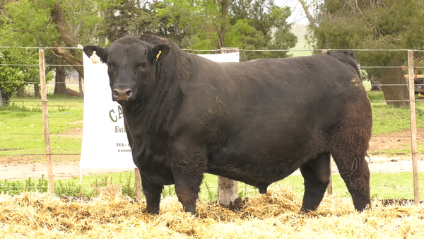 Lote MACHOS ANGUS PUROS DE PEDIGREE