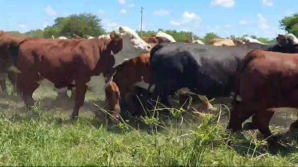 Lote 80 Terneras