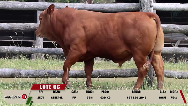 Lote LOTE 6