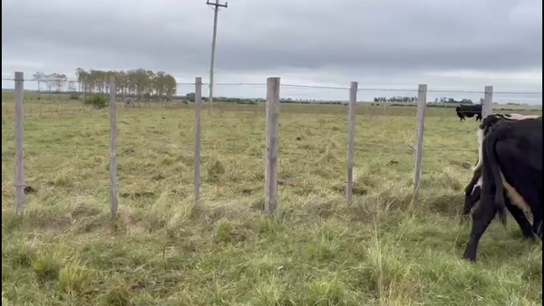 Lote VIENTRES ENTORADOS