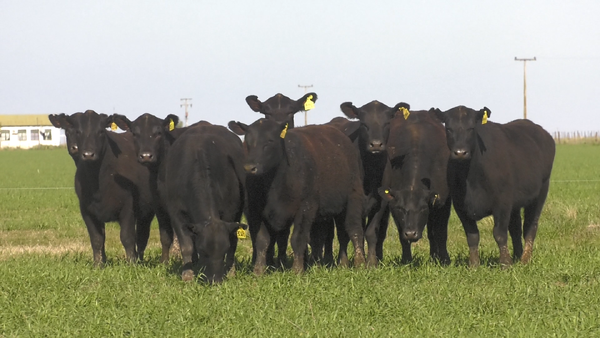 Lote VAQ. ANGUS NEGRO PC C/GTÍA DE PREÑEZ PARICION OTOÑO