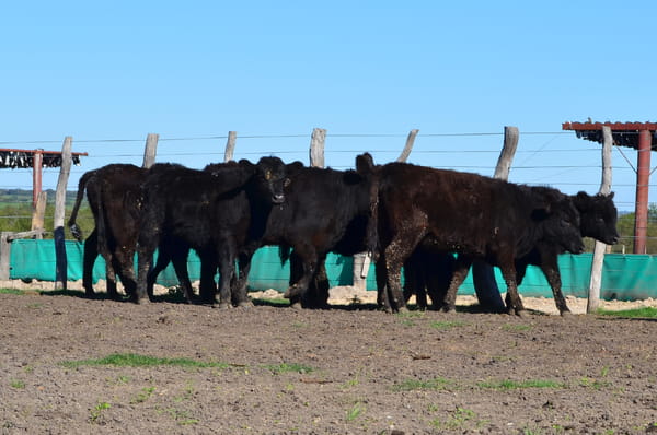 Lote SERVIS SA: 10 vaquillas generales p/servicio