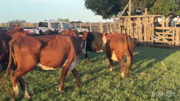 Lote 40 Vacas medio uso C/ gtia de preñez