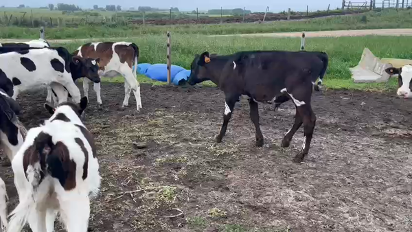 Lote 19 Terneros Holando en Talita