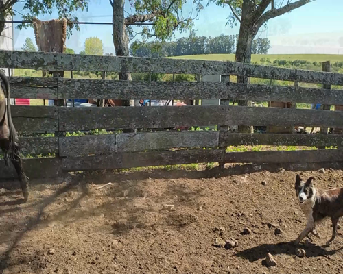 Lote (Vendido)4 Terneros 2 AA X HE,  2 RA X NO 315kg - , Colonia