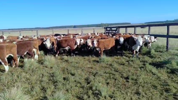 Lote 80 Terneras