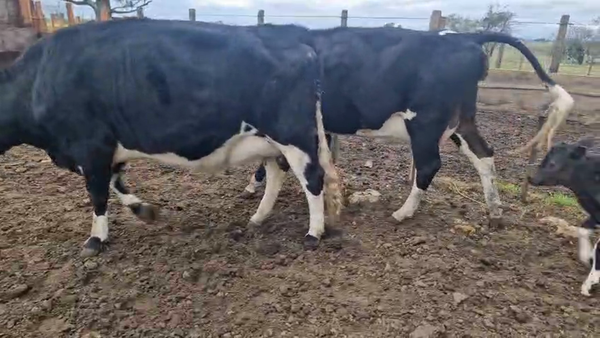 Lote 4 Piezas de cría 450kg - , San José