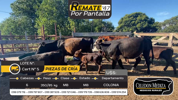 Lote 6 Piezas de cría en Otra Localidad, Colonia