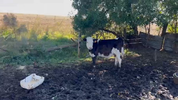 Lote 7 Terneros y Terneras en Ecilda