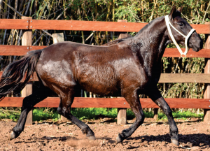 Lote Patotera San Telmo