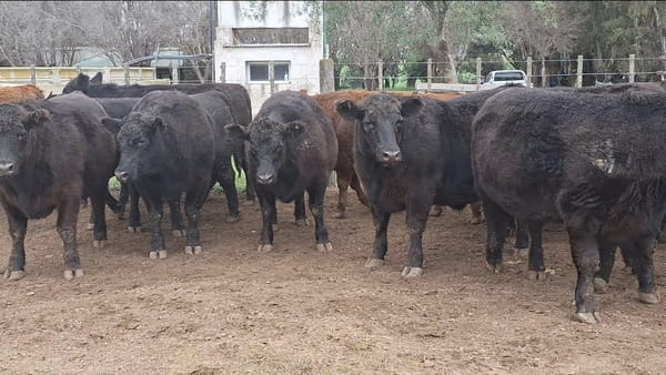 Lote 37 Novillitos Feed Lot