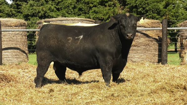 Lote TOROS ANGUS PURO CONTROLADO